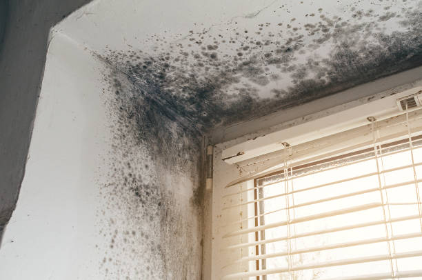 Affordable Commercial Mold Remediation solutions in Haskell, TX